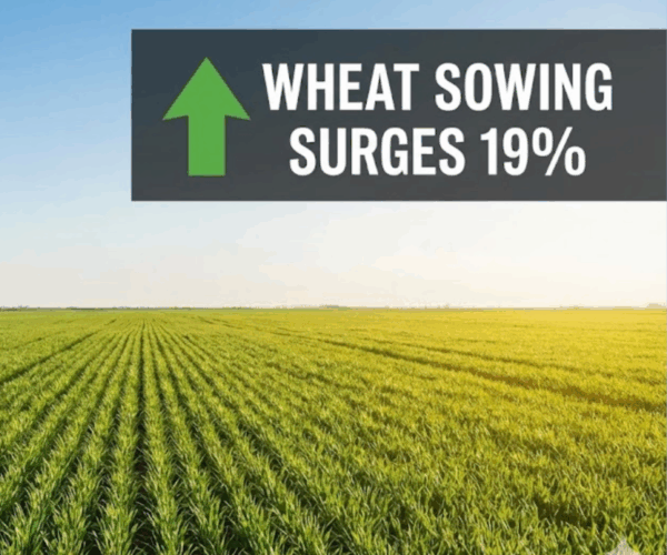 Wheat Sowing Surges 19%: Strong Rabi Season Boosts Food Ingredient Outlook